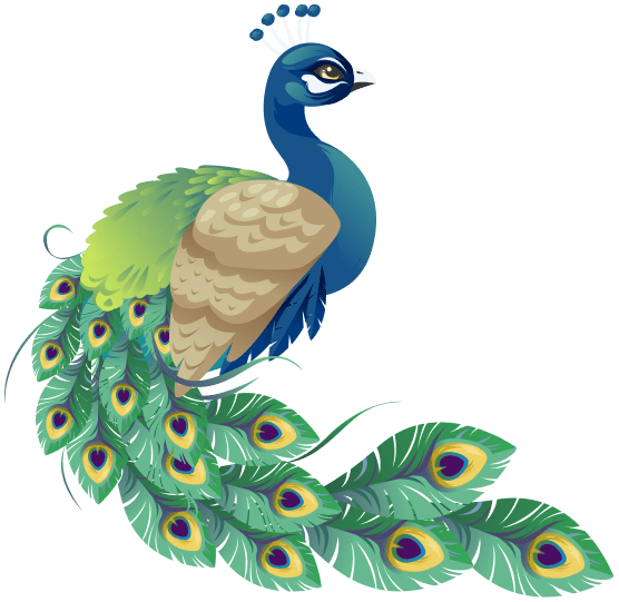 divider-peacock